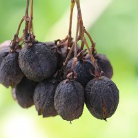 Jatropha curcas L.